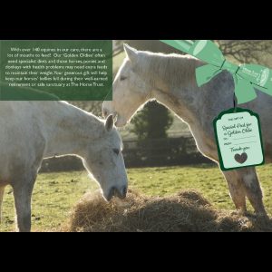Give The Gift Of: Specialist Feed For A Golden Oldie