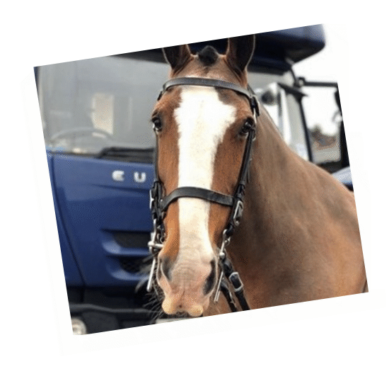 Samson - retired police horse