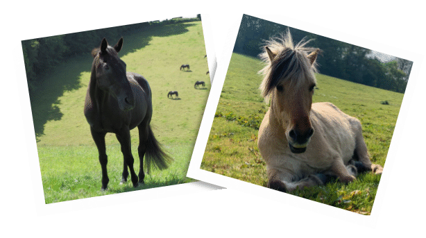 About The Horse Trust