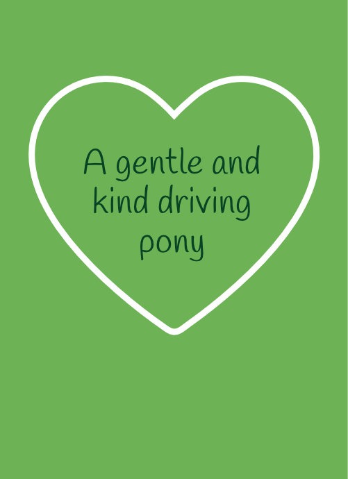 Casper – A gentle and kind driving pony