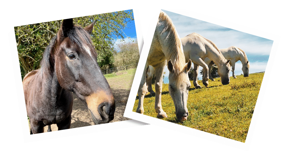 Leave a gift in your will for The Horse Trust
