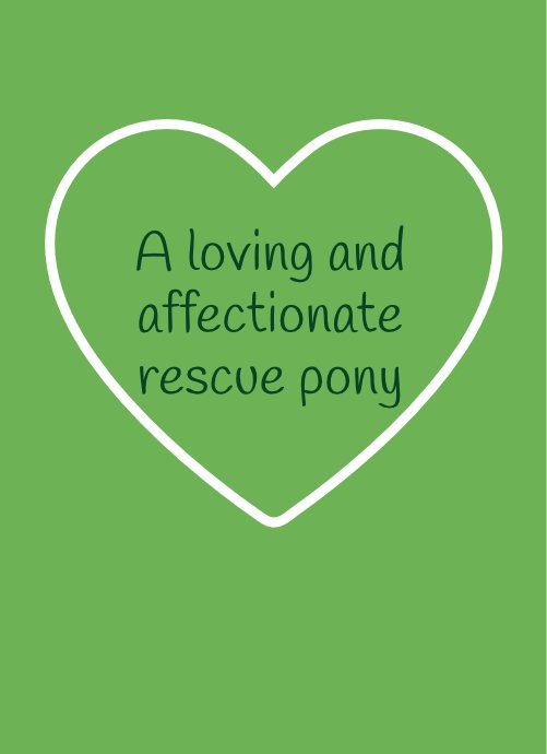 Hamish – A loving and affectionate rescue pony
