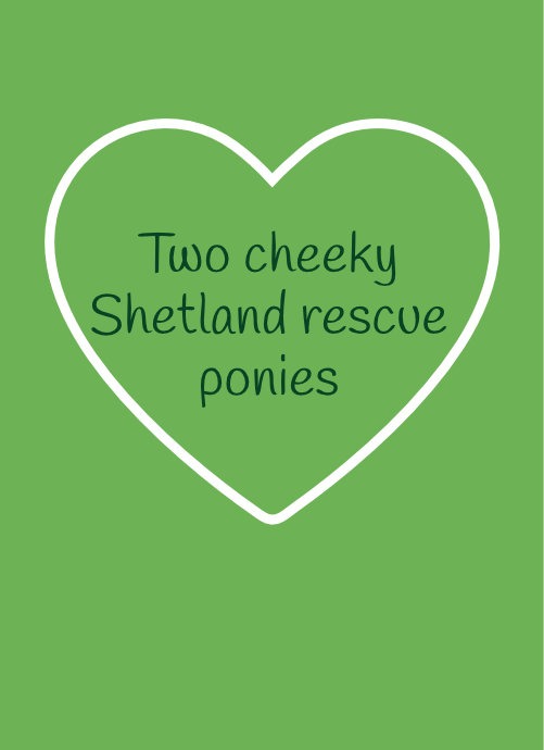 Fidget and Widget – Two cheeky Shetland rescue ponies