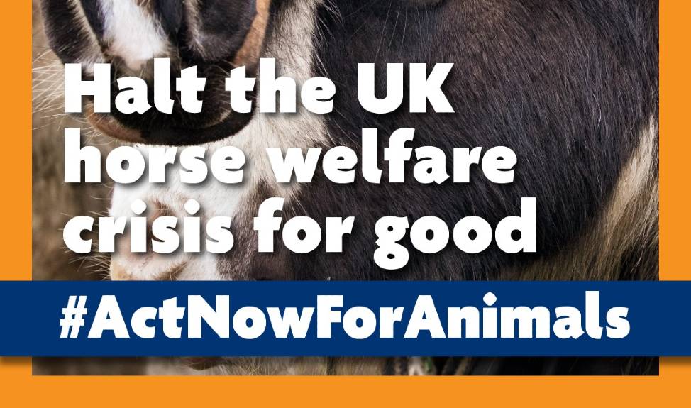 Halt the UK horse welfare crisis for good