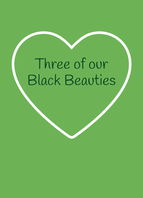 Three of our Black Beauties