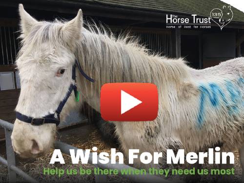 A Wish For Merlin Video