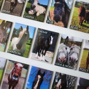 2022/2023 The Horse Trust Magnets