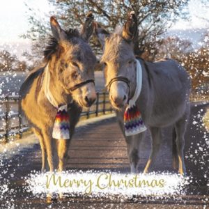 Christmas Card Donkeys In Scarves
