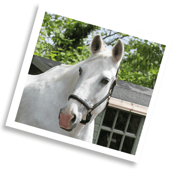 Retired police horse, Grace