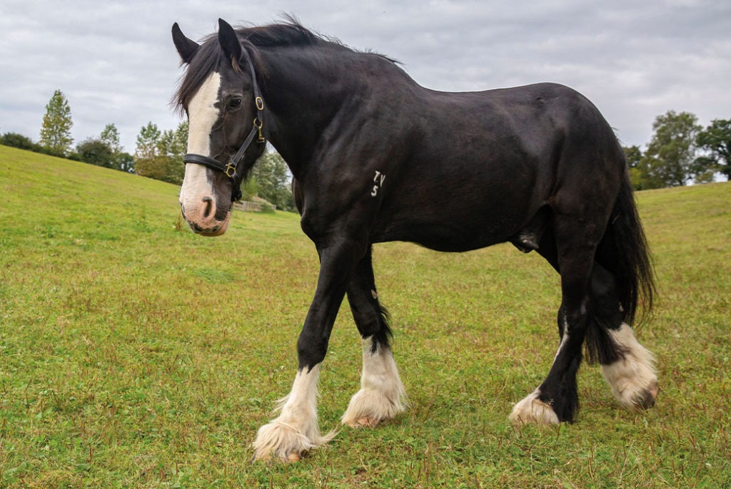 Visit Us - The Horse Trust