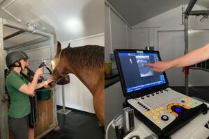 Horse having an ultrasound of the eye