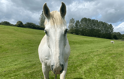 White horse standing in a field