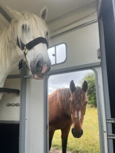 One horse standing in a horse trailer, another with his head through the jockey door