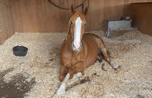 Horse sat down in a bed of shavings