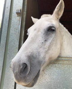 Grey pony looks over stable door