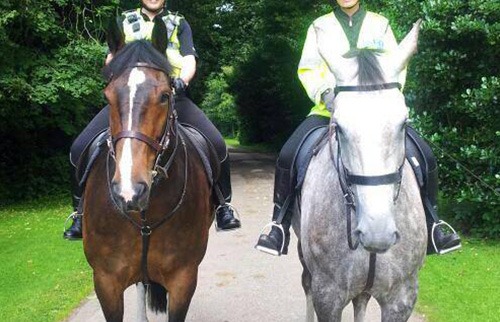 Two police horses stood together