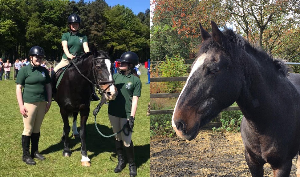 Two images of a horse enjoying her working and retired life