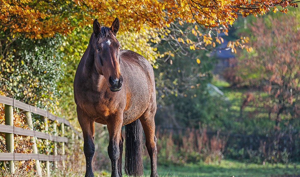Horse standing in a field amongst Autumnal leaves