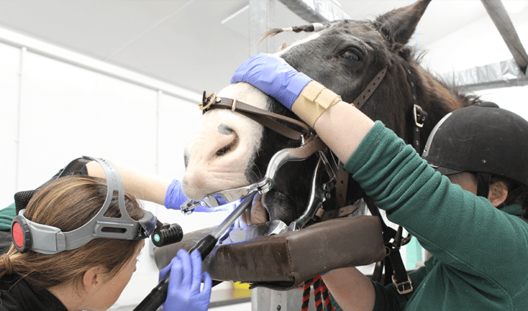 The Generation Gap: Teething problems in older horses