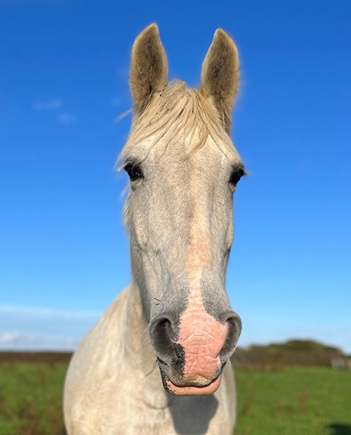 Grey horse with ears pricked forwards looking into the camera