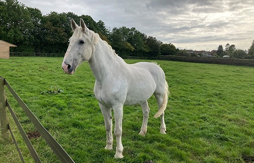 Grey horse standing in a field