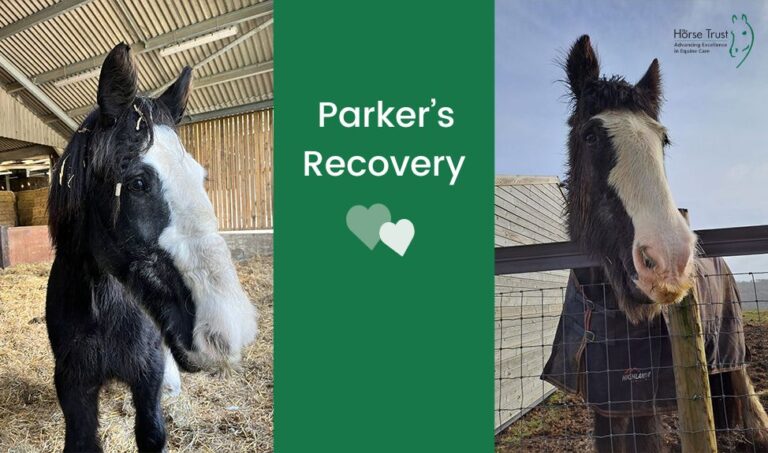Retired Police Horse, Parker Trials Contact Lenses