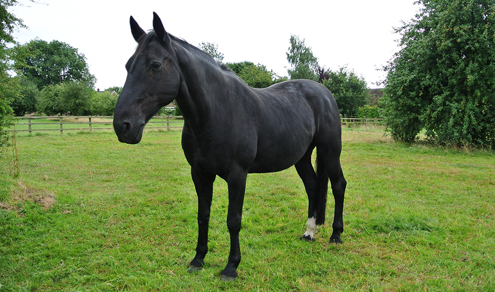 Black horse standing in a field