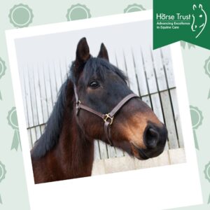 Horse Trust's rescue horse, Ernie