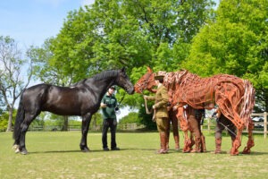 Cavalry Black, Commando, meeting Joey the War Horse