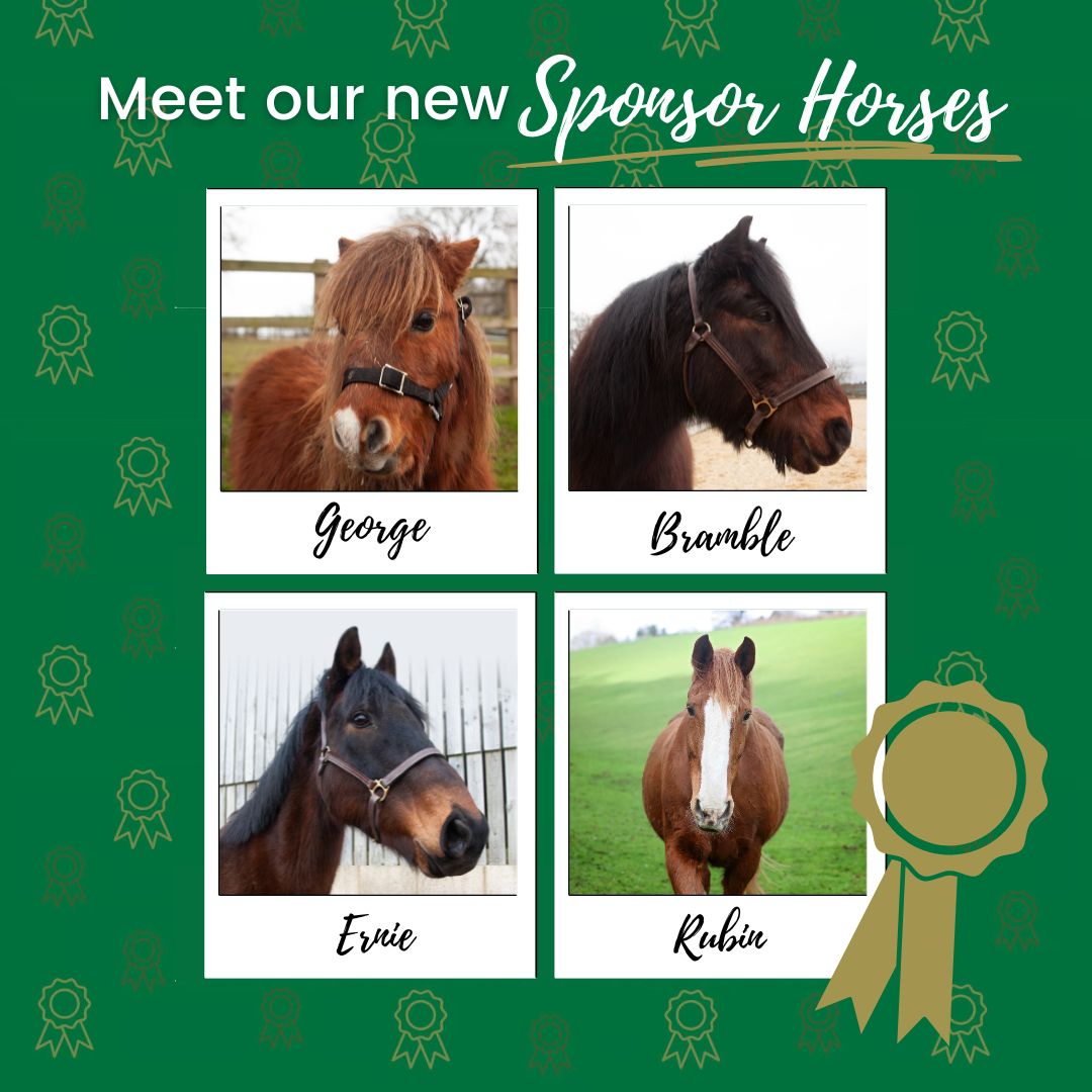 Four new Horse Trust sponsor horses