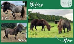 Rescue Shetlands Olaf and Sven before and after