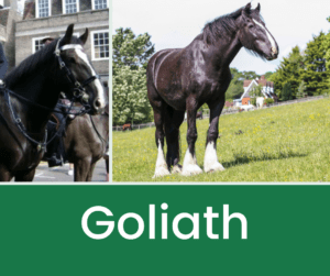 Goliath, former Household Cavalry horse