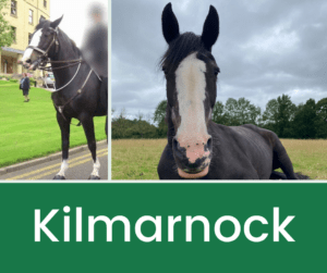 Kilmarnock, former Police Scotland horse