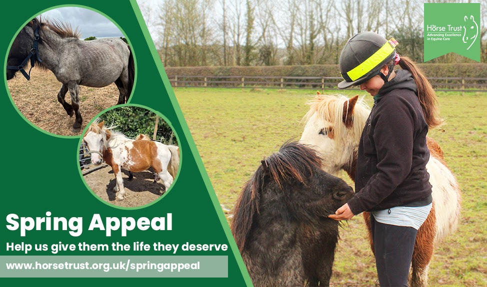 Spring Appeal - Nest Family Therapy Shetlands