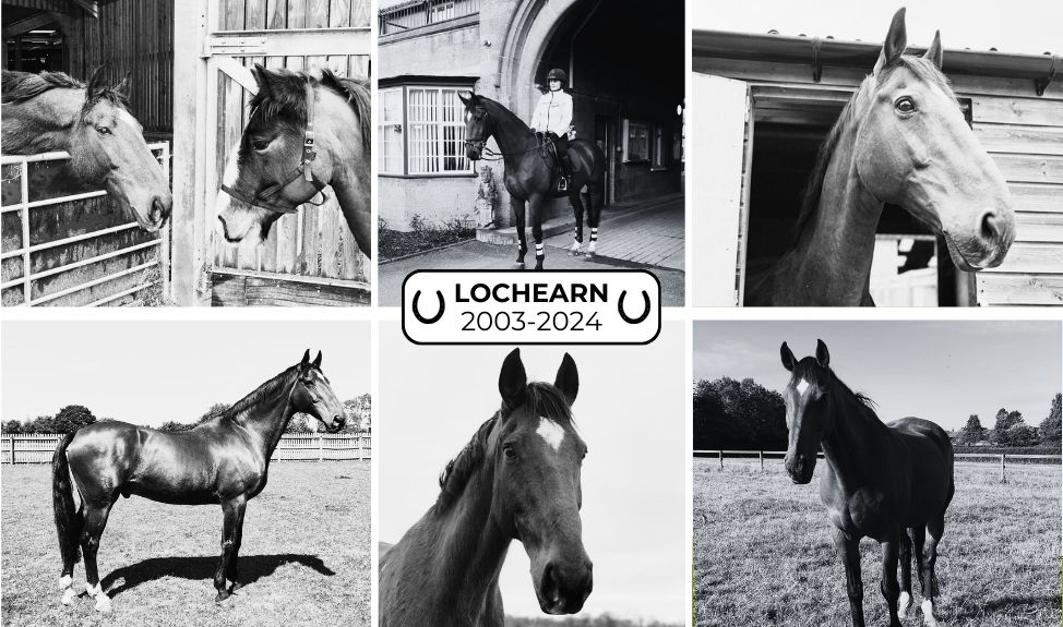 RIP Lochearn, former Metropolitan Police horse