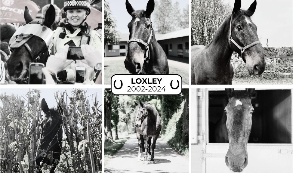 Loxley, Lancashire Police horse passes away at The Horse Trust