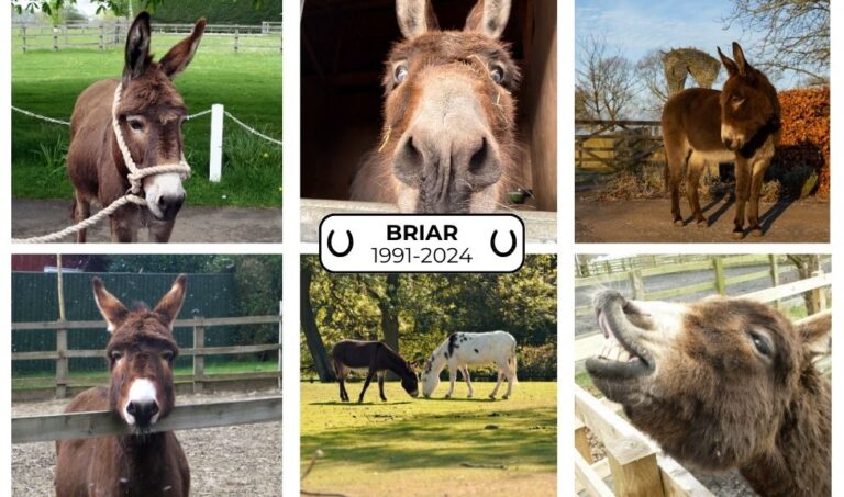 Briar The Horse Trust