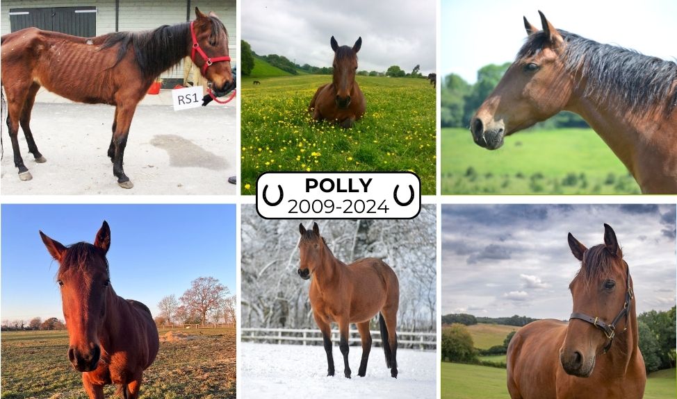 Rest in Peace, Rescue Horse Polly