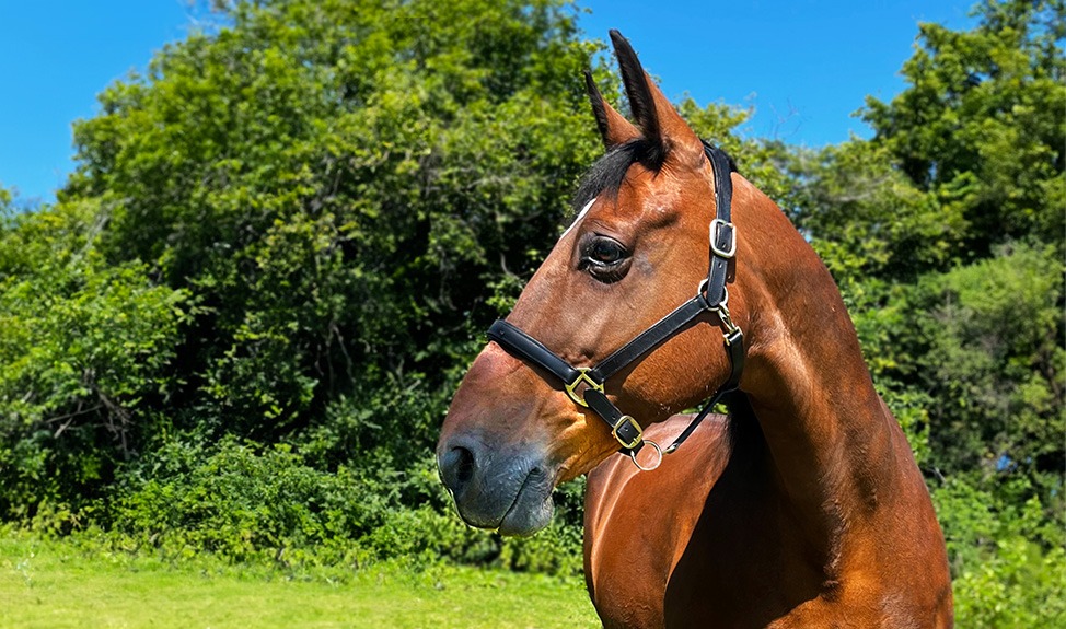 Retired Royal Mews horse, Maryland.