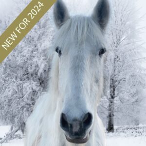 Christmas Card, Samson In The Snow