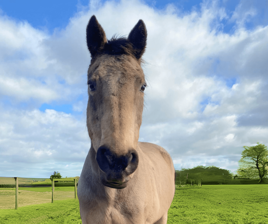 Dun rescue horse, Kahlo
