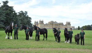 Black retired and rescu horses lined up in size order standing in front of Blenheim Palace.