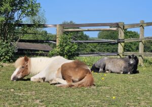 Shadow enjoying the sun with his new friend, Piglet