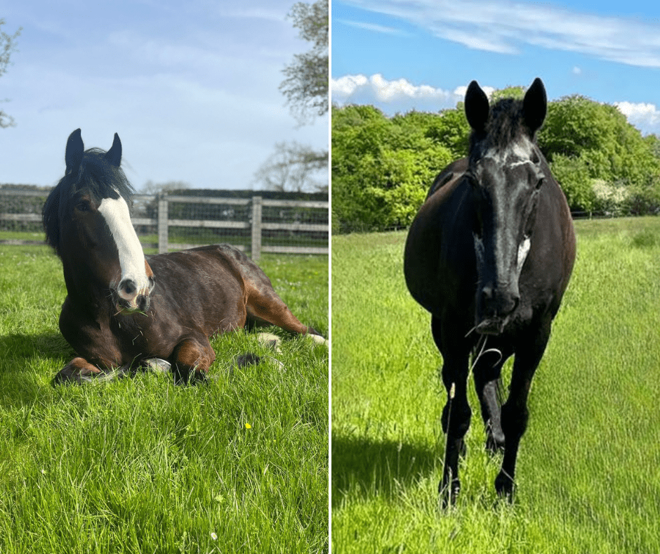 Retired service horses enjoy relaxation