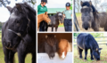 Riding for the Disabled Shetland pony, Bob