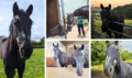 Collage of Cavalry Black, Jaipur