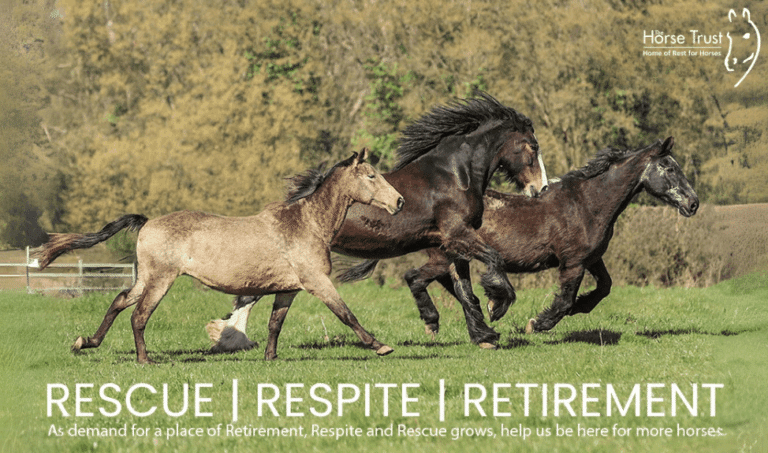 A Home for More Horses: Help Us Turn Vision Into Reality