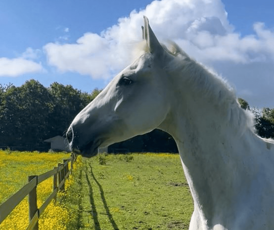 Grey Cavalry horse, Vida, who ran loose through the streets of London
