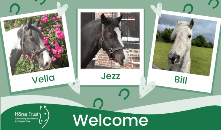 Three Therapy Horses Begin Retirement at The Horse Trust