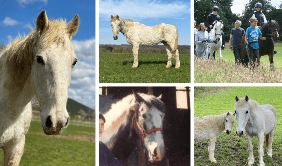 Collage of Stanley the white horse, a series of his life